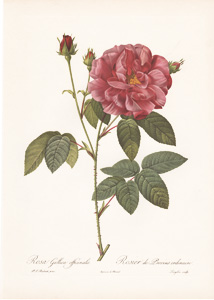 Vintage Pierre-Joseph Redoute roses and flowers